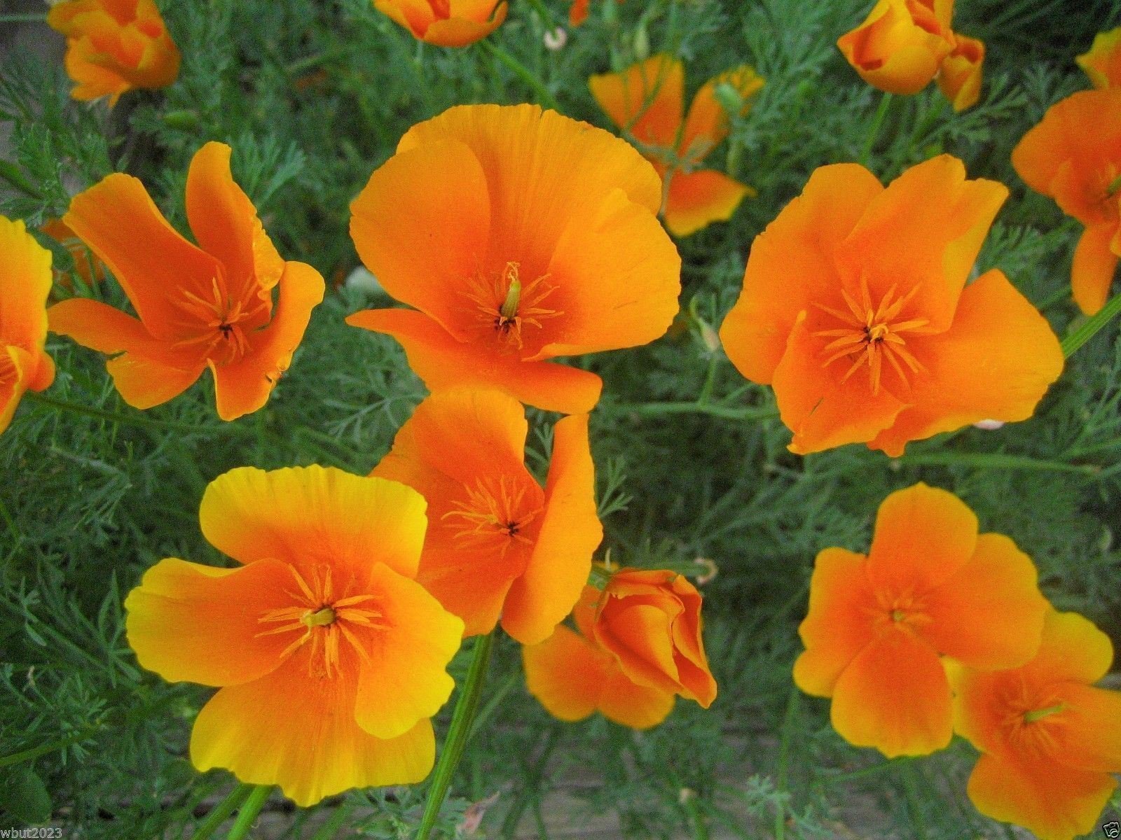 Easy Grow Yellow Eschscholzia Seeds
