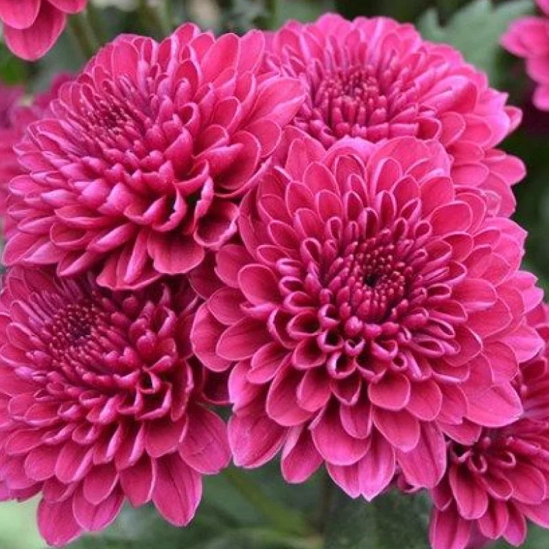 Easy Grow Yellow Pink Chrysanthemum Seeds