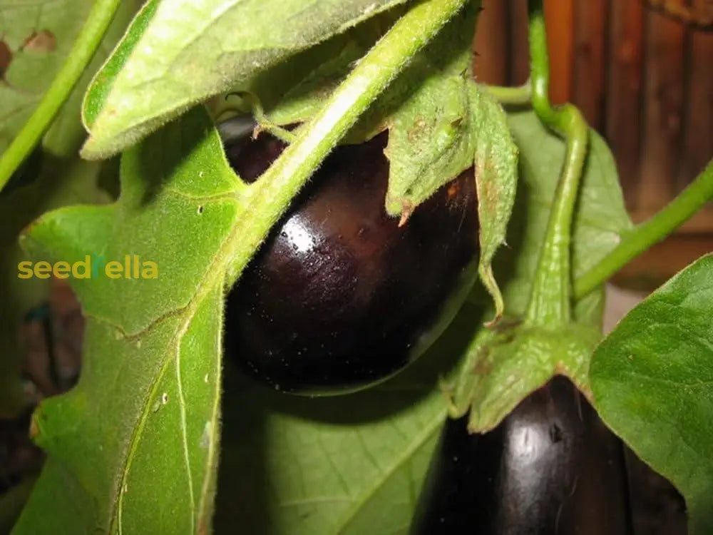 Easy growing eggplant seeds for beginner gardeners