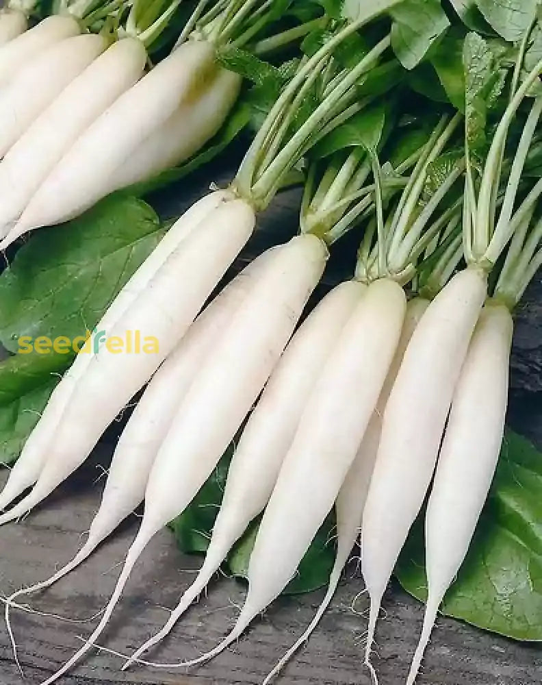 Easy growing radish seeds for beginner gardeners