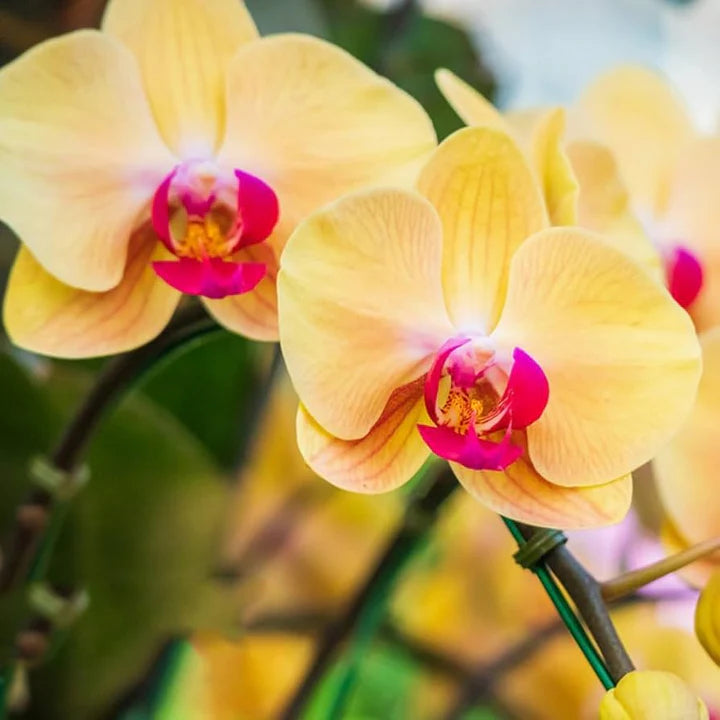 Easy-to-grow butterfly orchid seeds for pots
