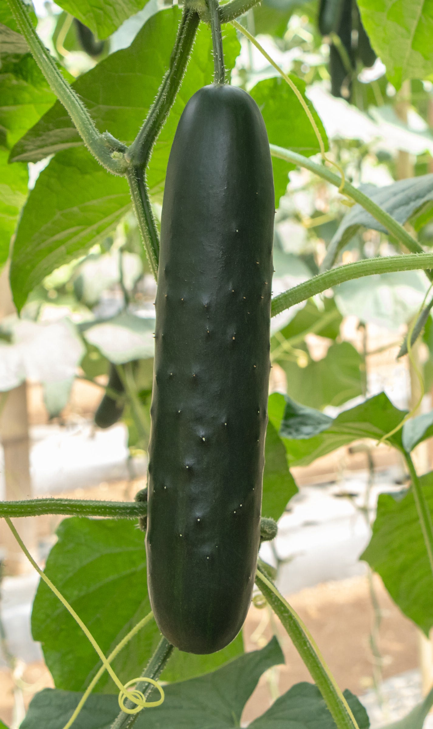 Easy planting cucumber seed pack for beginners