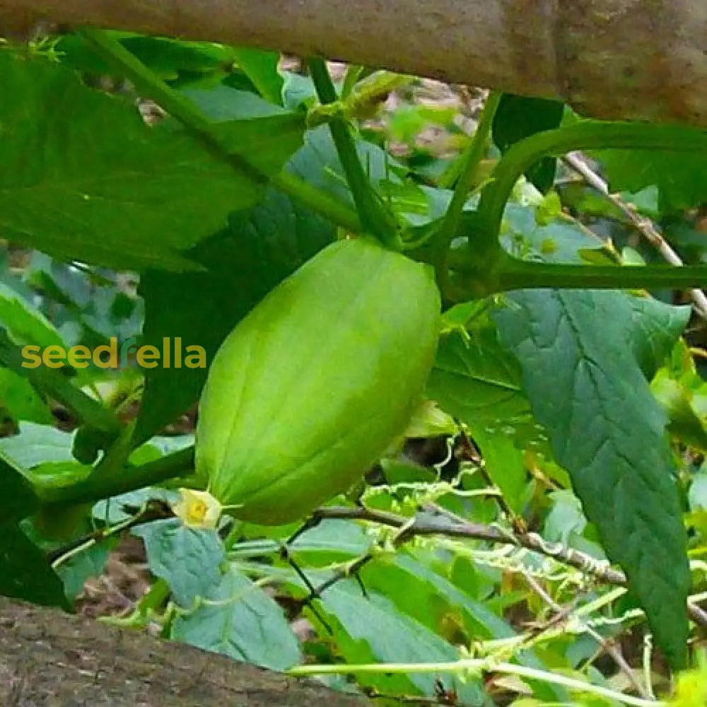 Fresh Cyclanthera seeds for home planting