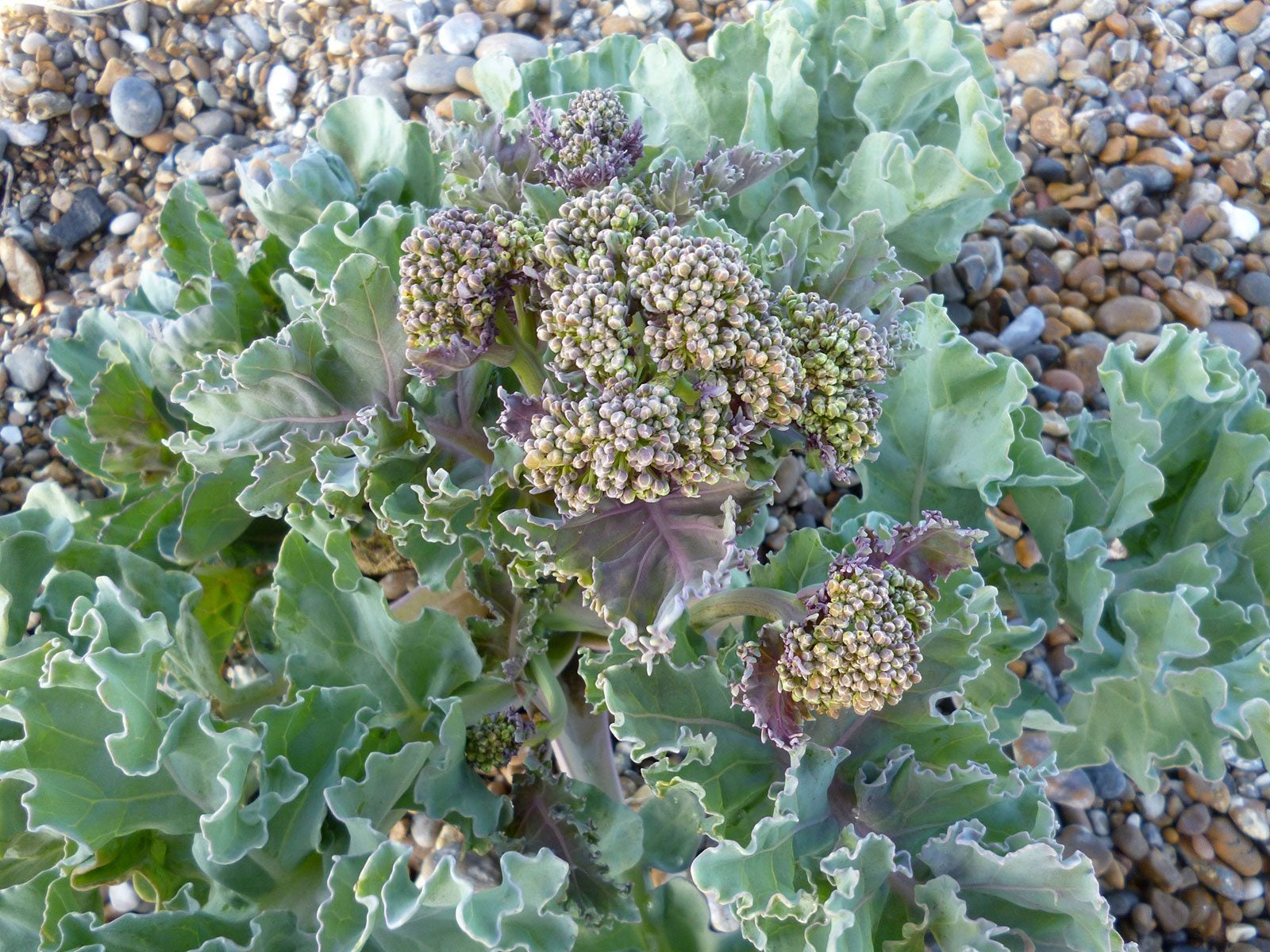Easy planting Green Sea Kale seeds for containers and beds