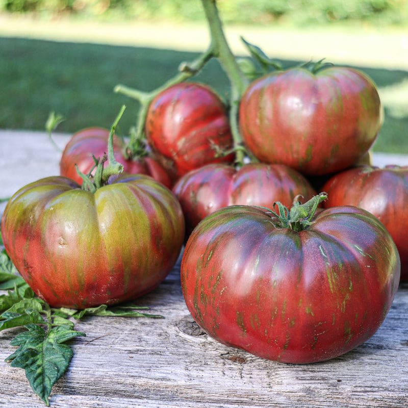 Easy planting Pink Berkeley seeds for containers and beds