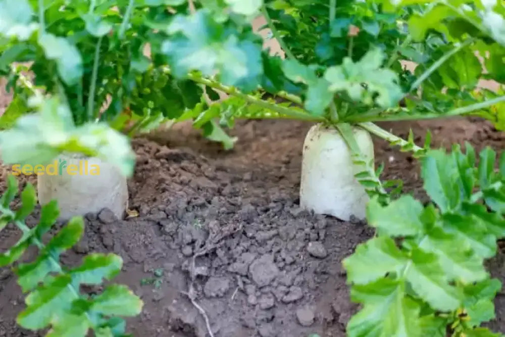 Easy planting radish seeds for beginners