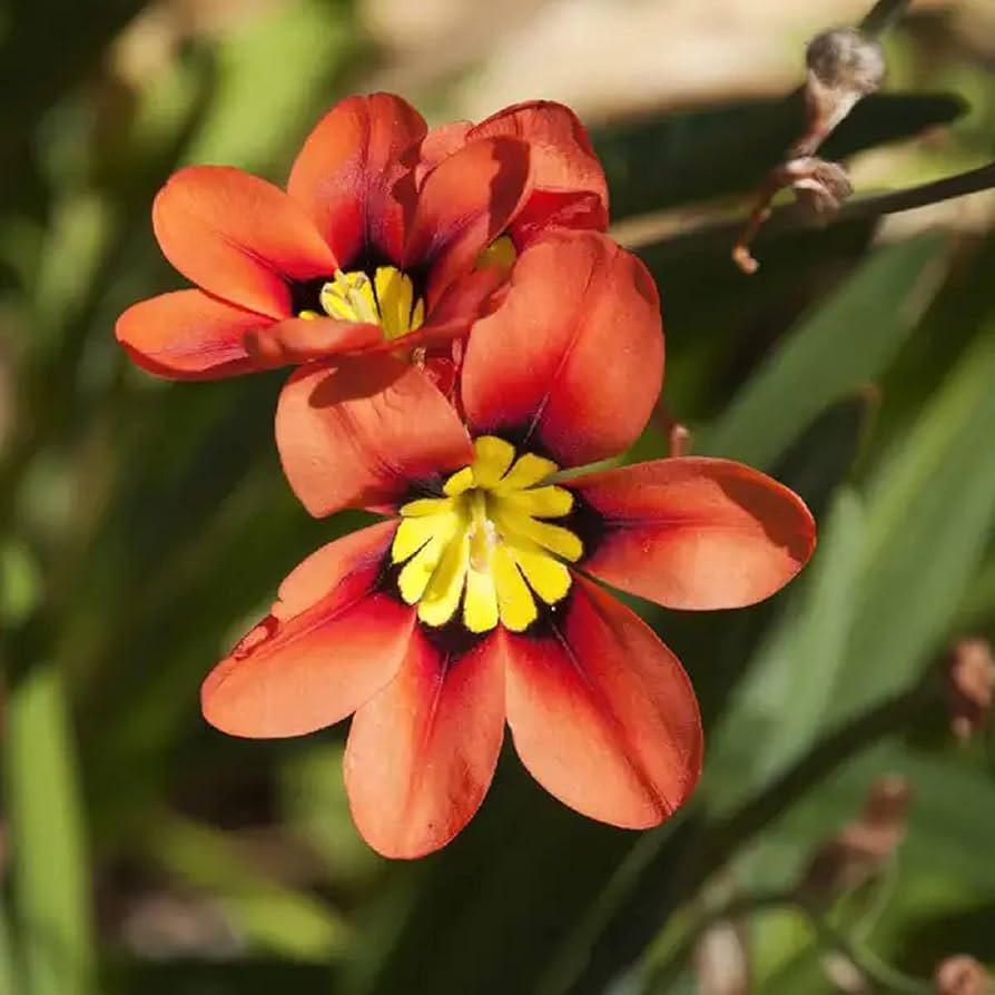 Easy planting Sparaxis Tricolor seeds
