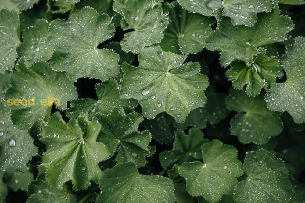 Easy to grow Achemilla Mollis seeds for home gardens
