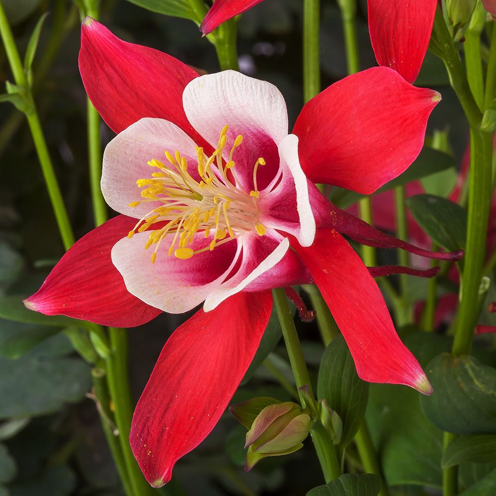 Easy to grow Red White Aquilegia seeds for containers and gardens
