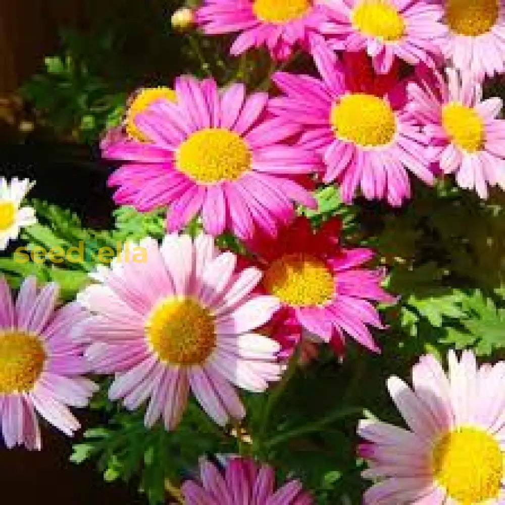 Argyranthemum seeds for colorful seasonal displays
