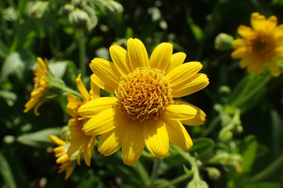 Easy to grow Arnica seeds for containers and gardens
