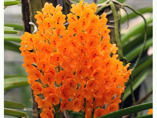 Easy to grow Ascocentrum Ampullaceum seeds for containers and indoor displays

