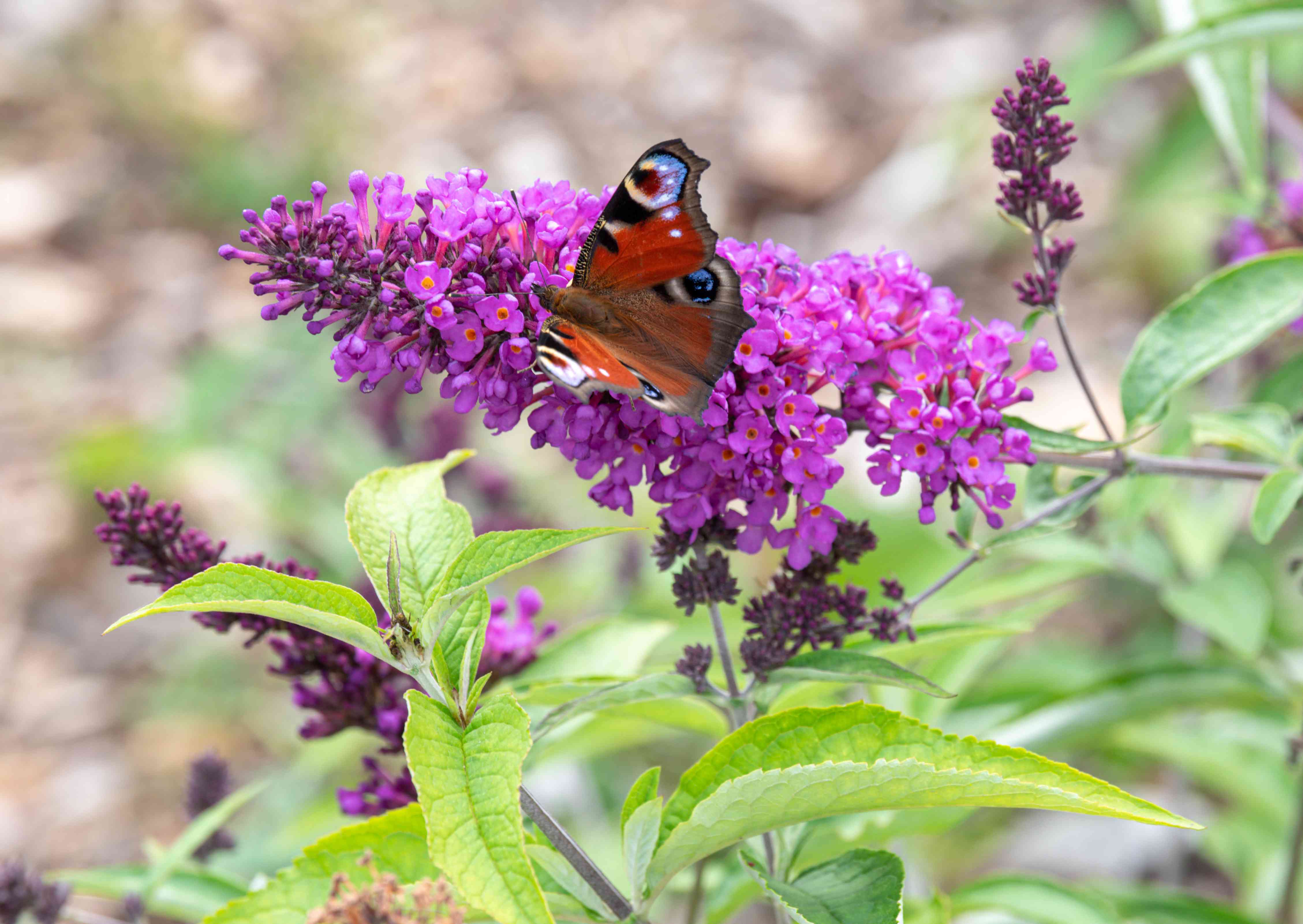 Vibrant Blue Buddleja seeds for long-lasting flowering
