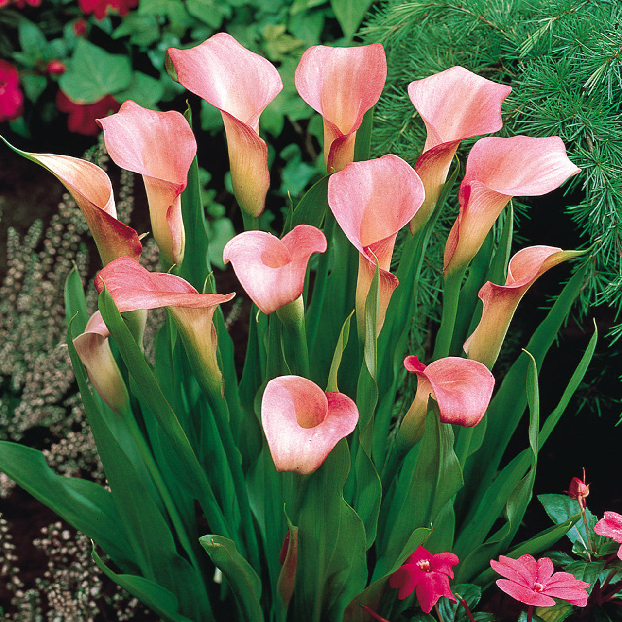 Easy to grow Calla flower seeds for containers

