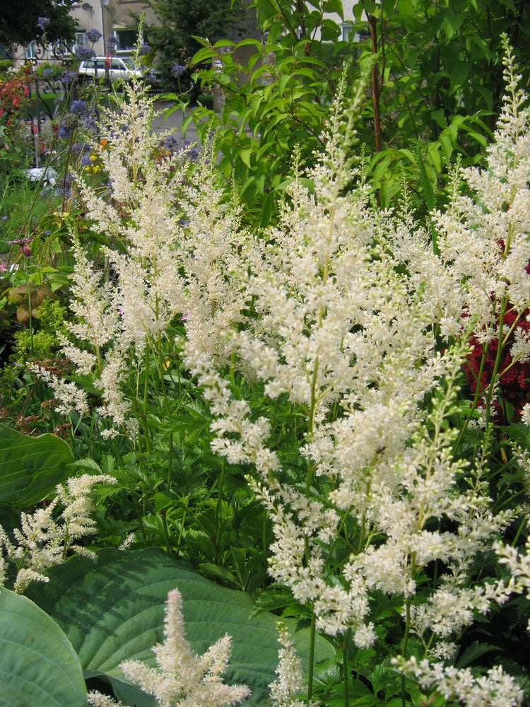 Bright Cream Astilbe seeds for long-lasting flowering
