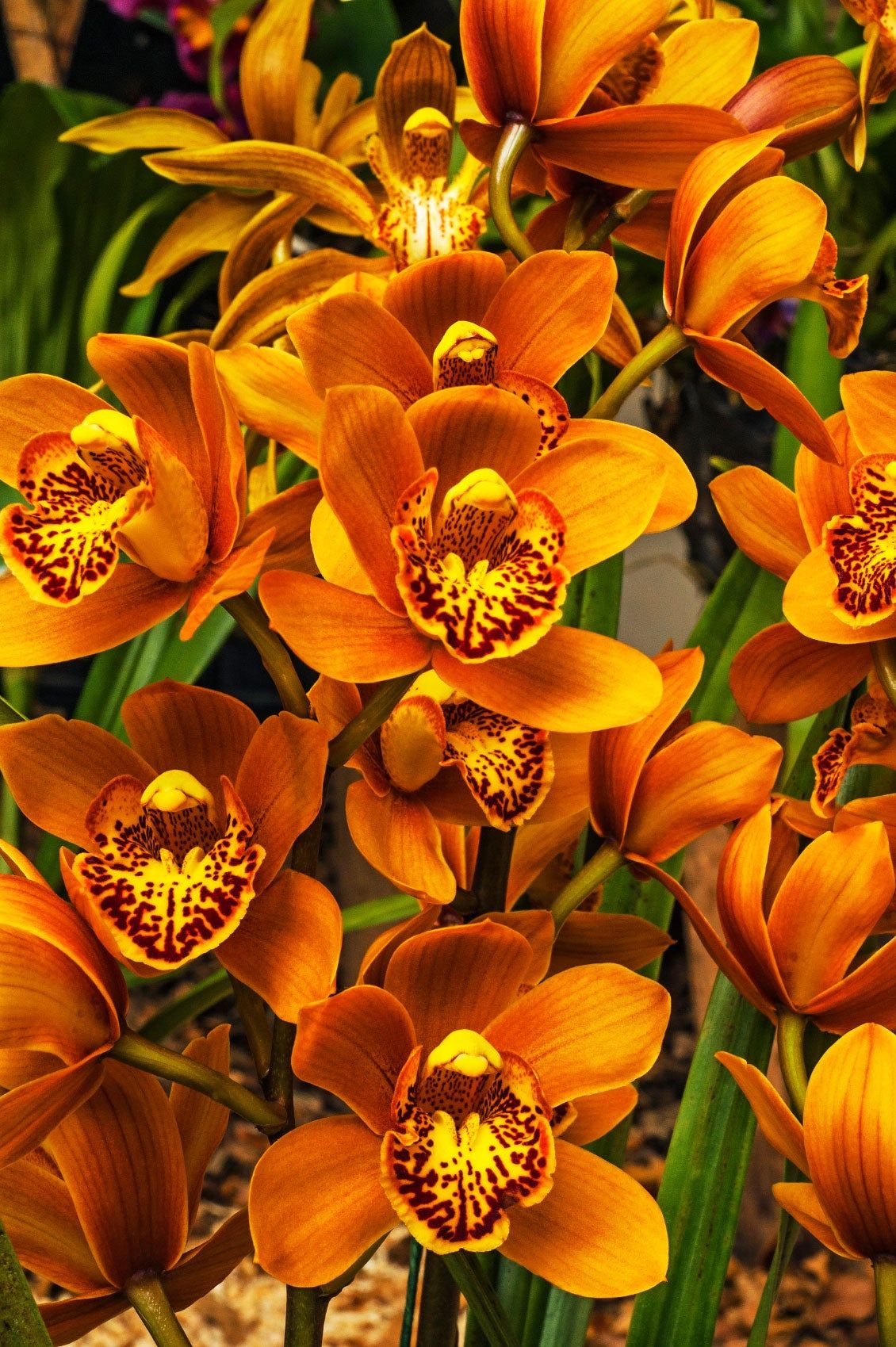 Easy to grow Cymbidium orchid seeds for containers
