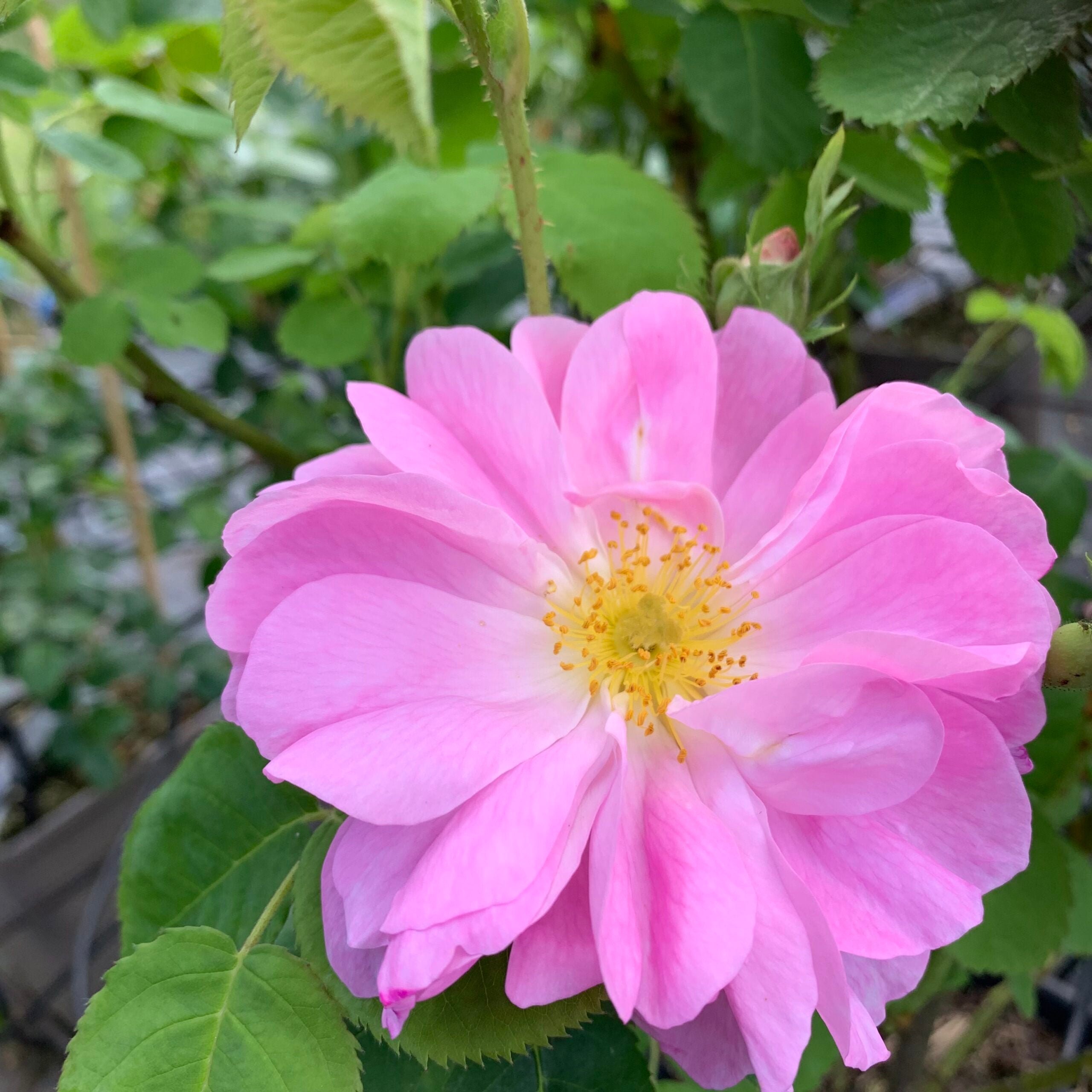 Easy to grow Heirloom Damask Rose seeds for borders
