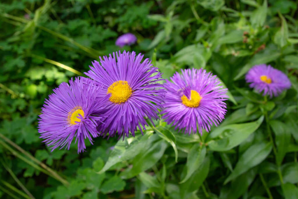 Easy to grow Purple Erigeron Speciosus seeds
