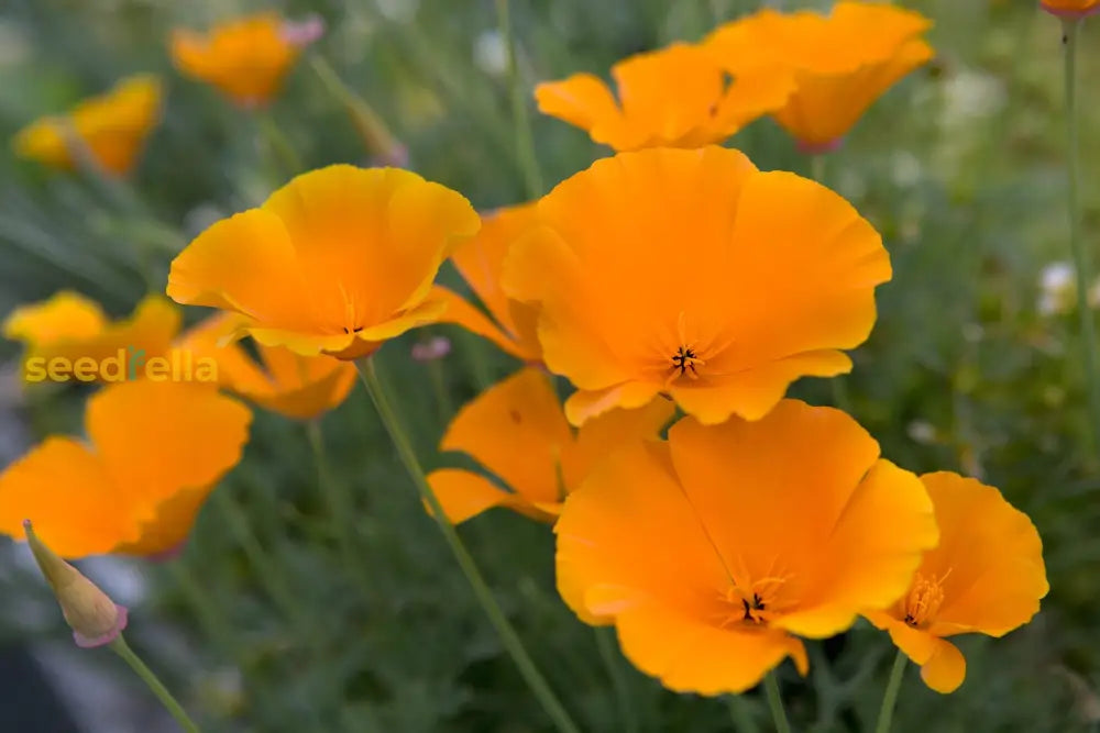 Easy to grow Eschscholzia seeds for home gardens
