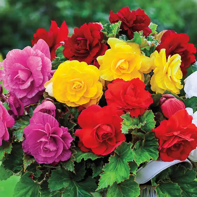 Easy to grow mixed Begonia seeds for pots and baskets
