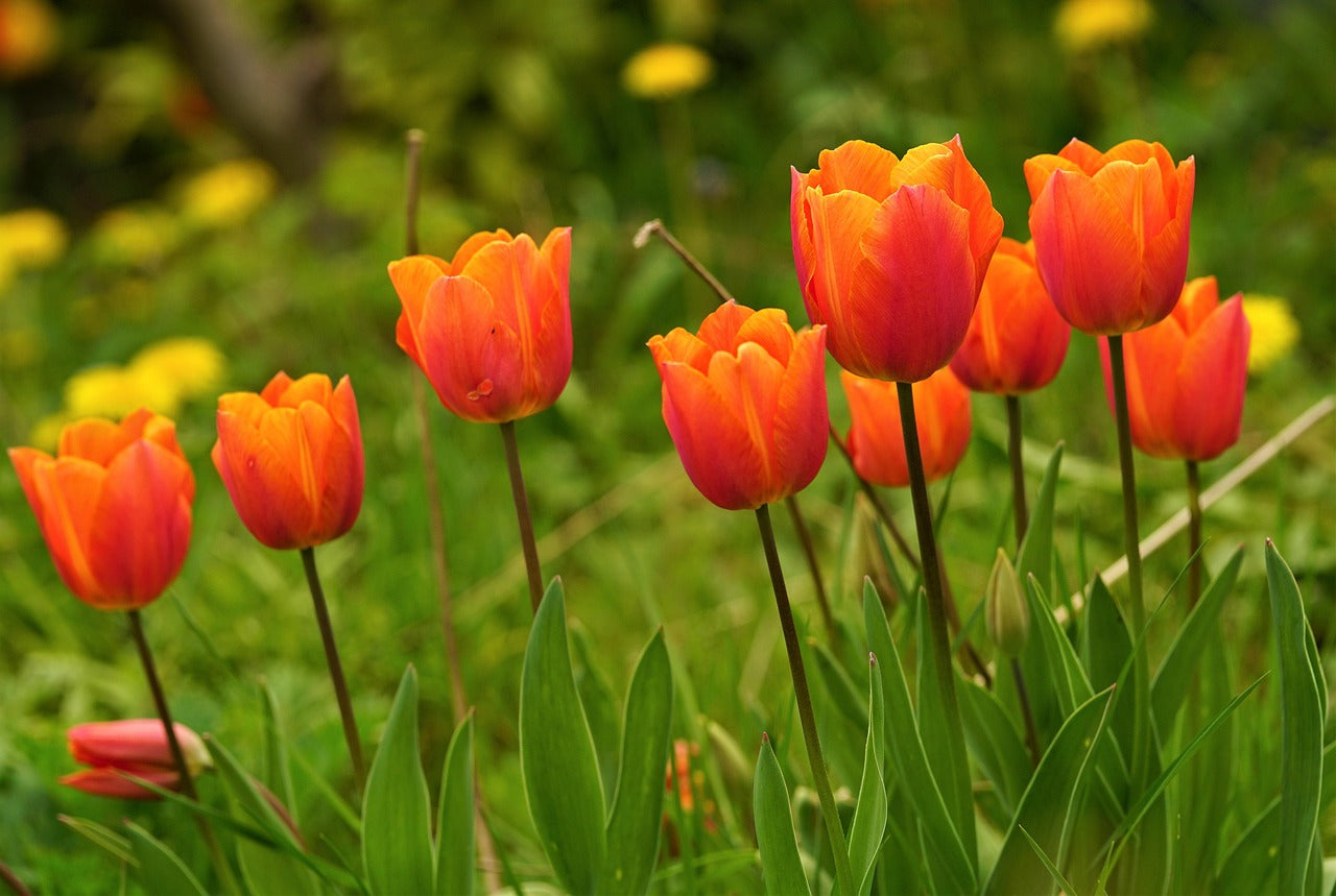 Bright Orange Tulip seeds for long-lasting flowering
