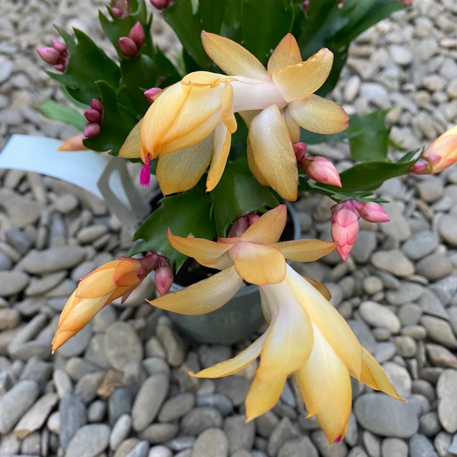 Bright Yellow Schlumbergera seeds for long-lasting flowering
