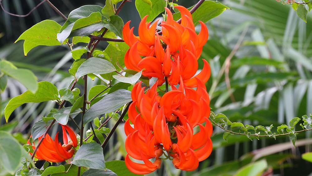 Vibrant Red Strongylodon Macrobotrys seeds for long-lasting flowering
