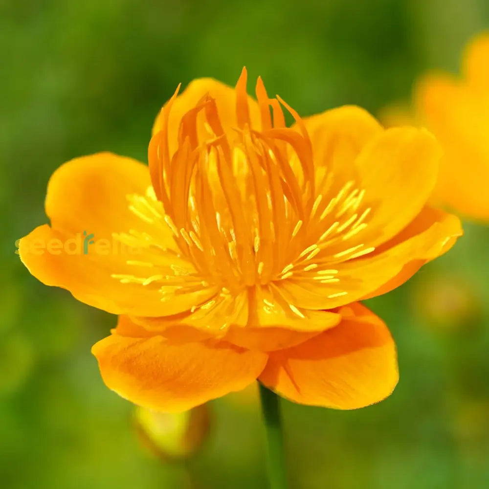 Trollius flower seeds for cool climate gardens
