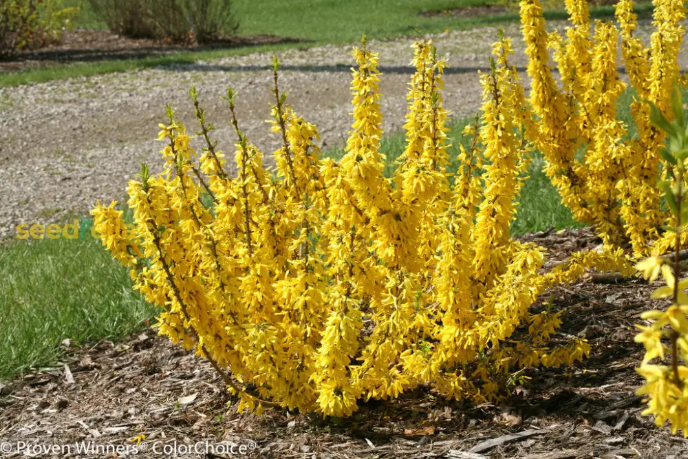Yellow Forsythia seeds for low-maintenance garden planting
