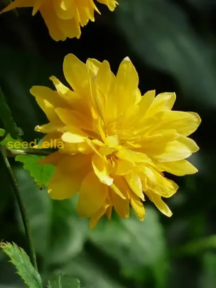 Bright Yellow Kerria Japonica seeds for long-lasting flowering
