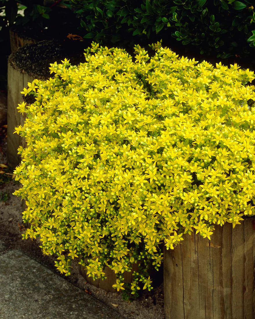 Easy to grow Yellow Stonecrop seeds for containers and landscapes
