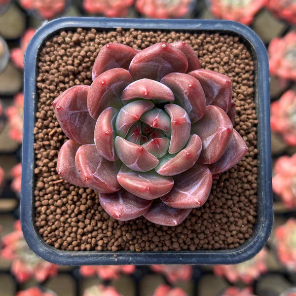 Brown (Brown Succulent) seeds for planting in home garden