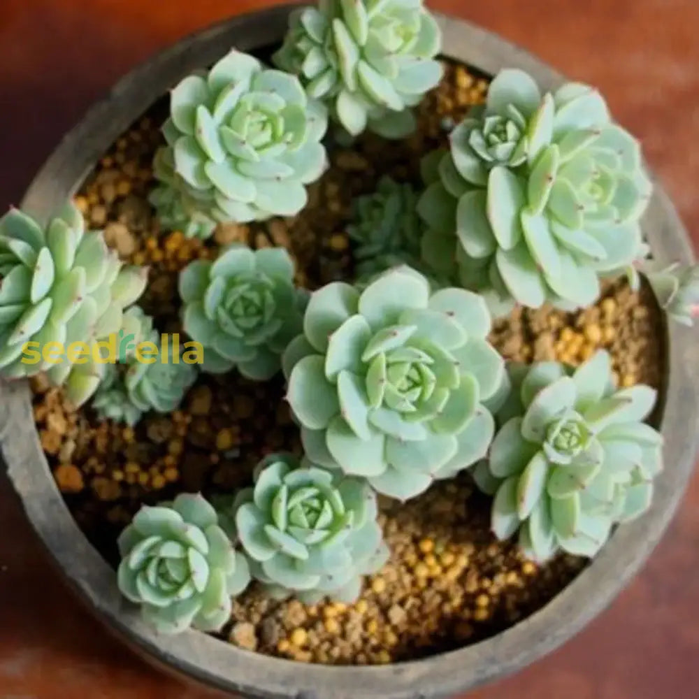 Blue Echeveria Derenbergii seed germination and planting guide