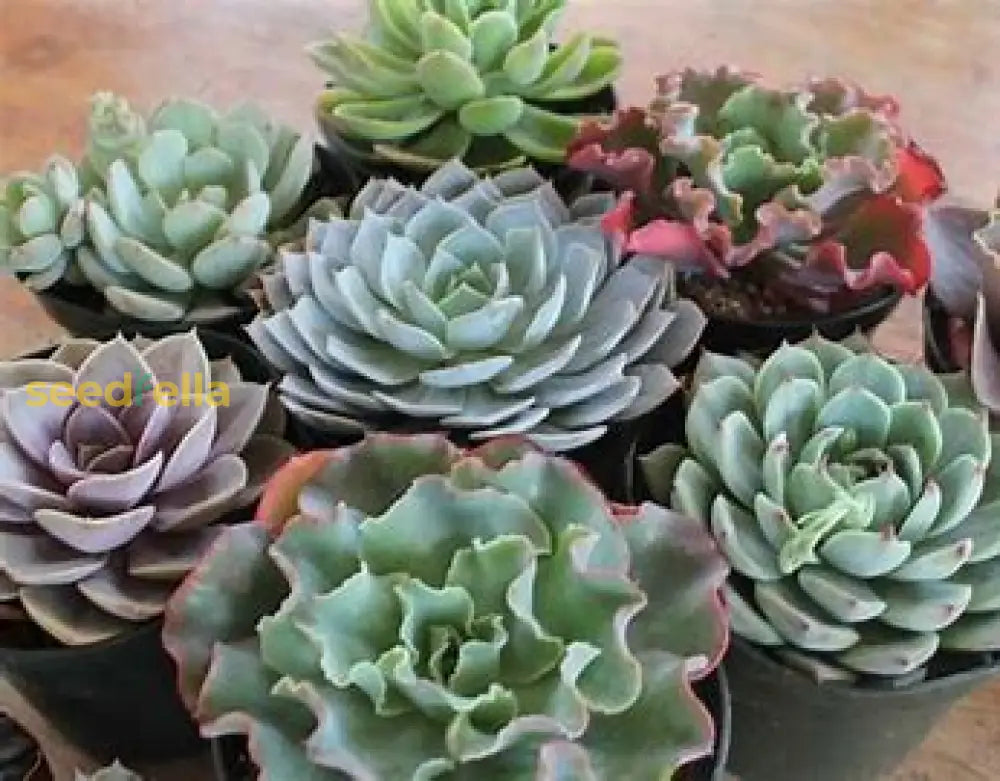 Echeveria Flowering Seeds Collection - Succulent Planting Pack Plant Seeds