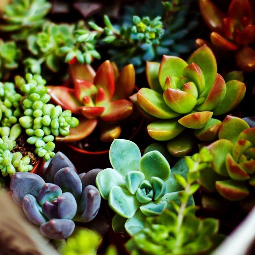 Echeveria Purpusorum Succulent Seeds for Planting