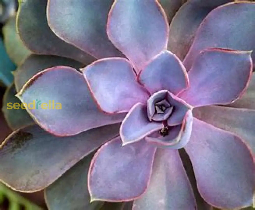 Echeveria Rezry Seeds For Planting - Grow Unique Succulent Plants Plant Seeds