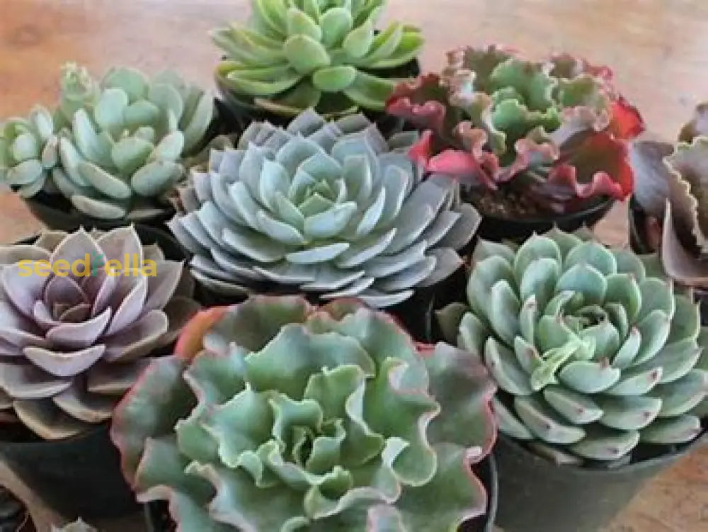 Echeveria Rezry Seeds For Planting - Grow Unique Succulent Plants Plant Seeds