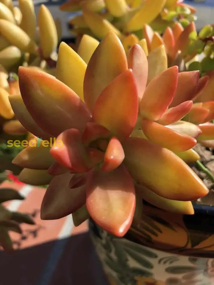 Echeveria Succulent Seeds For Planting - Orange Variety