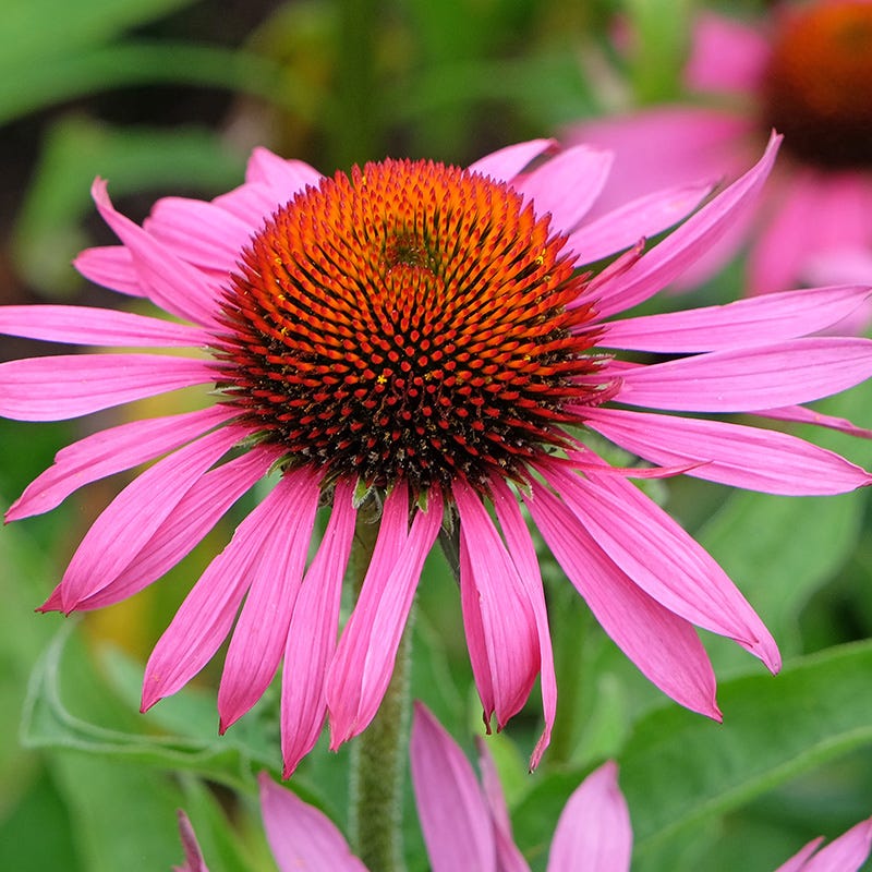 Echinacea Flower Seeds