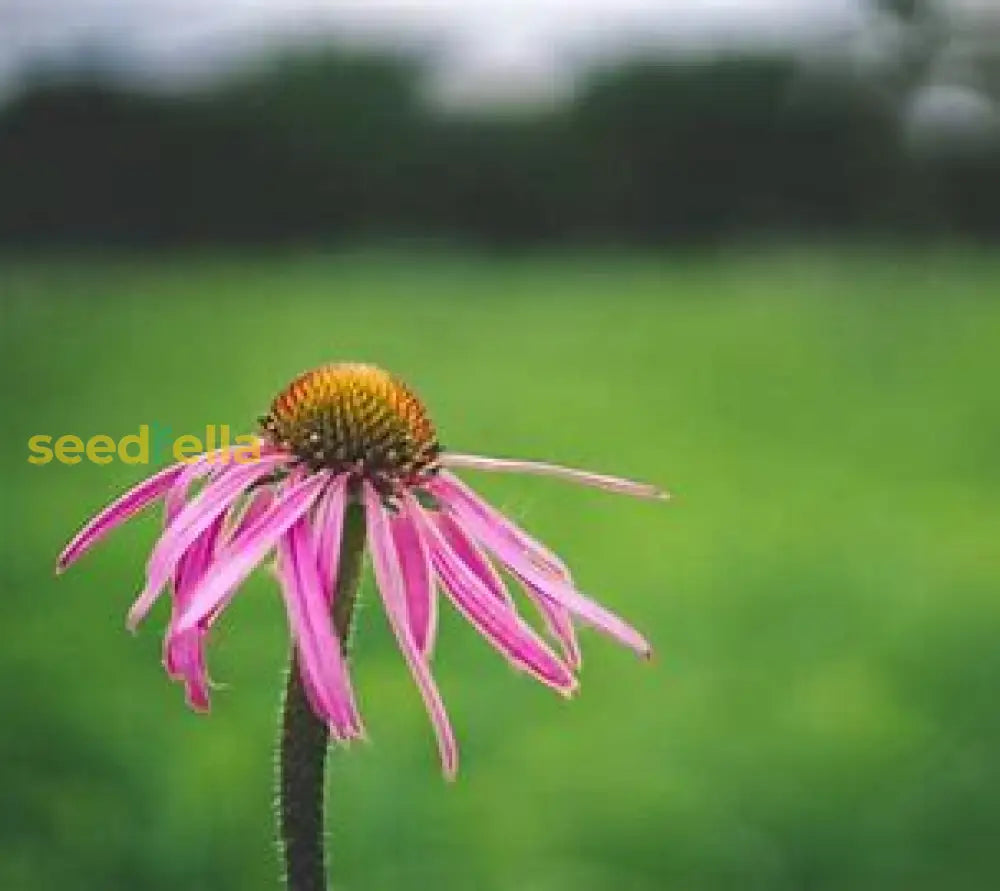 Echinacea Flower Seeds - Easy Planting Pack