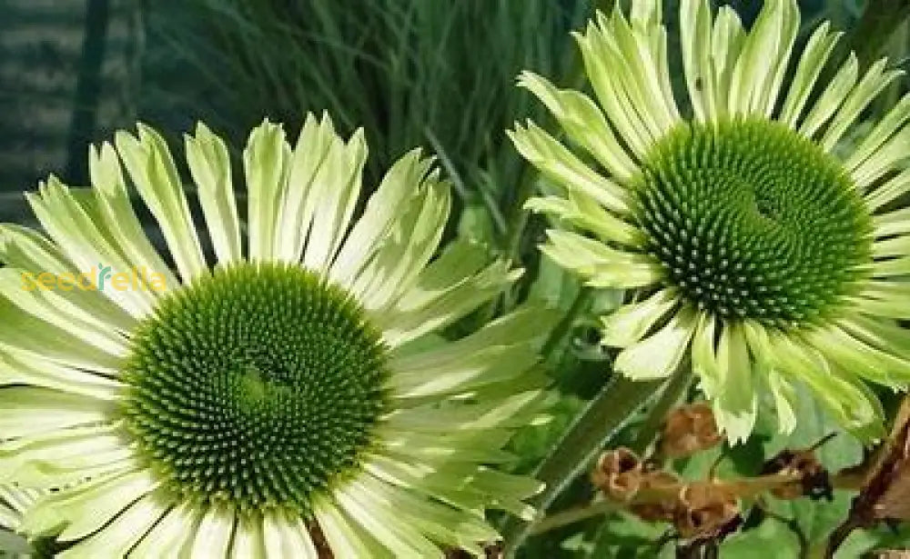 Echinacea Flower Seeds - Easy Planting Pack