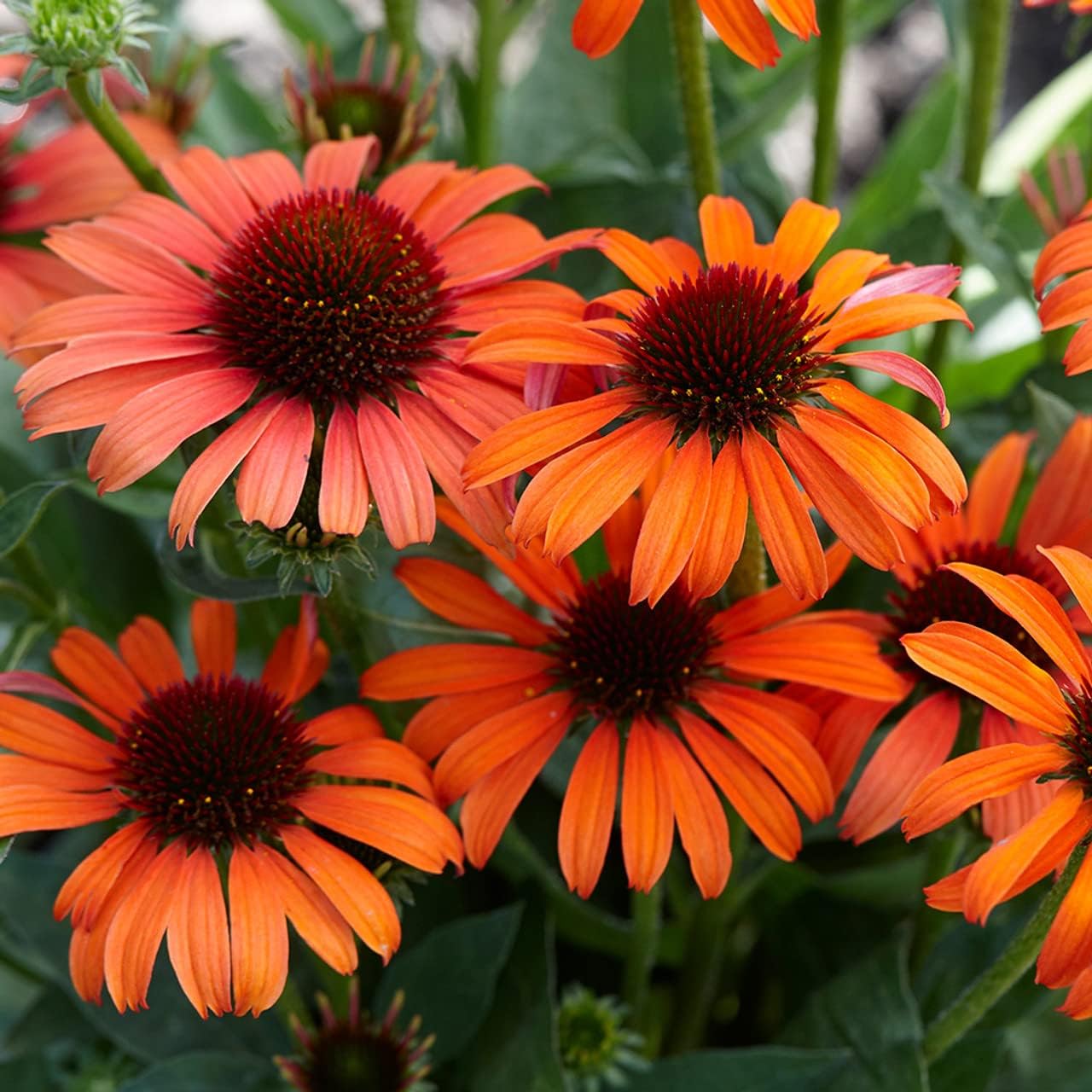 Echinacea Flower Seeds for Planting