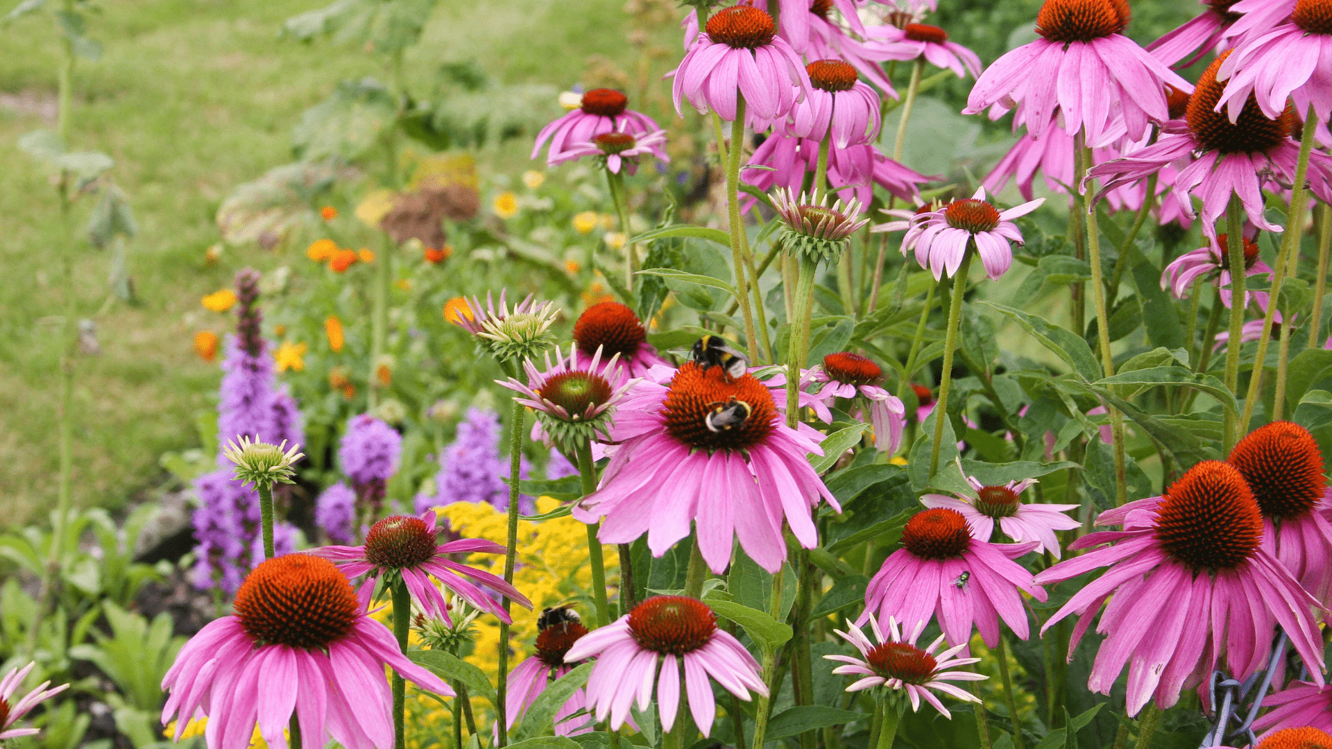 Echinacea White and Purple Flowers in Garden Bed