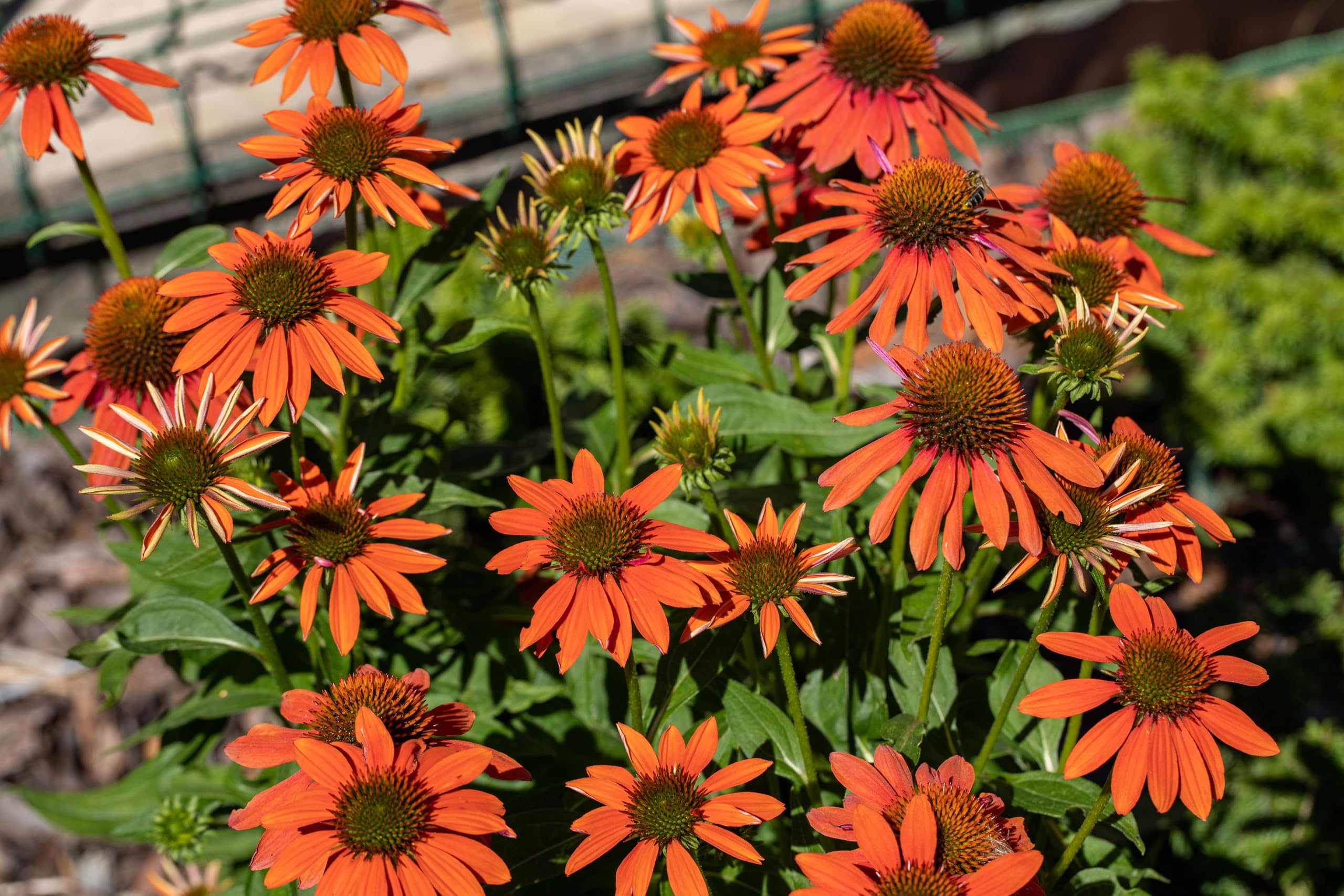 Echinacea flowers growing in garden beds