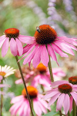 Echinacea pallida growing in prairie-style meadow