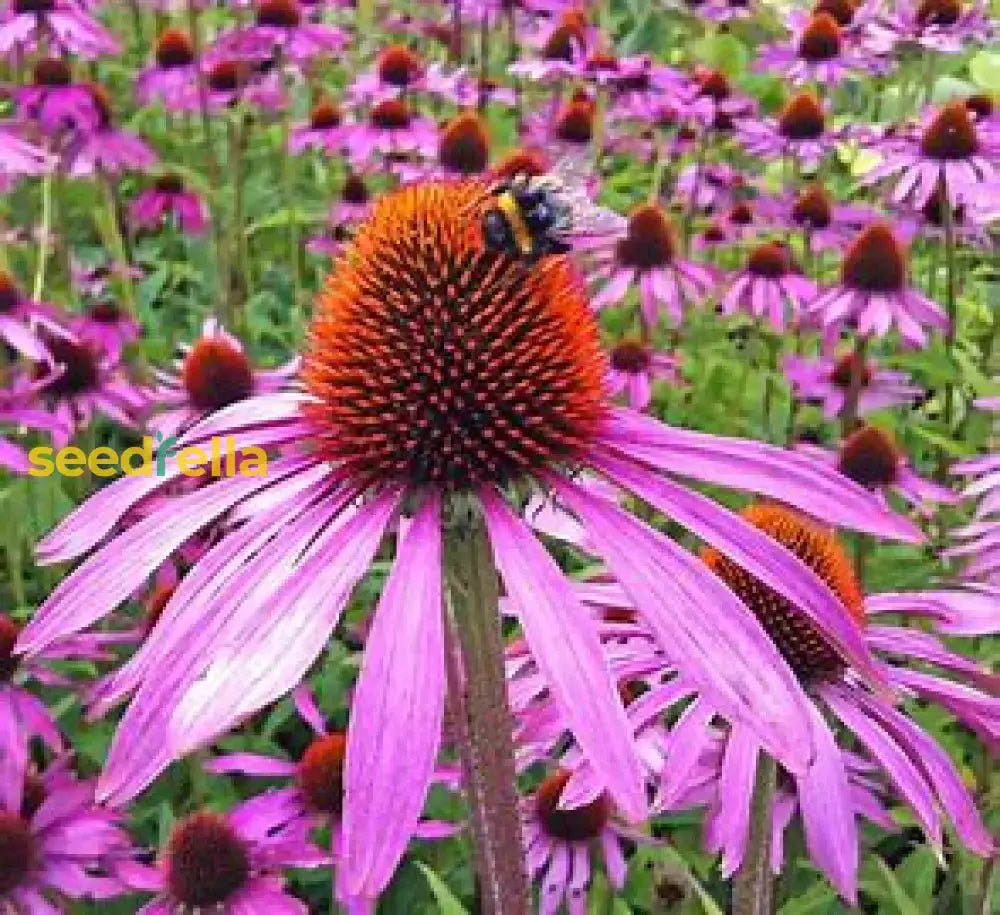 Echinacea Planting Seeds - Grow Beautiful Coneflower Blooms Flower