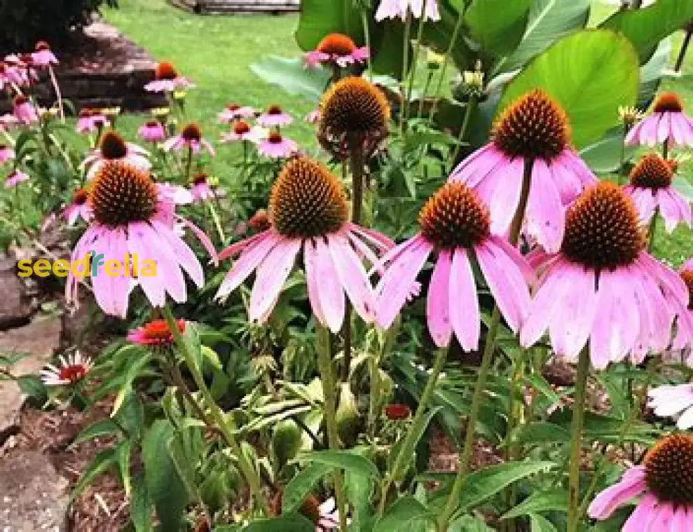 Echinacea Planting Seeds - Grow Beautiful Coneflower Blooms Flower