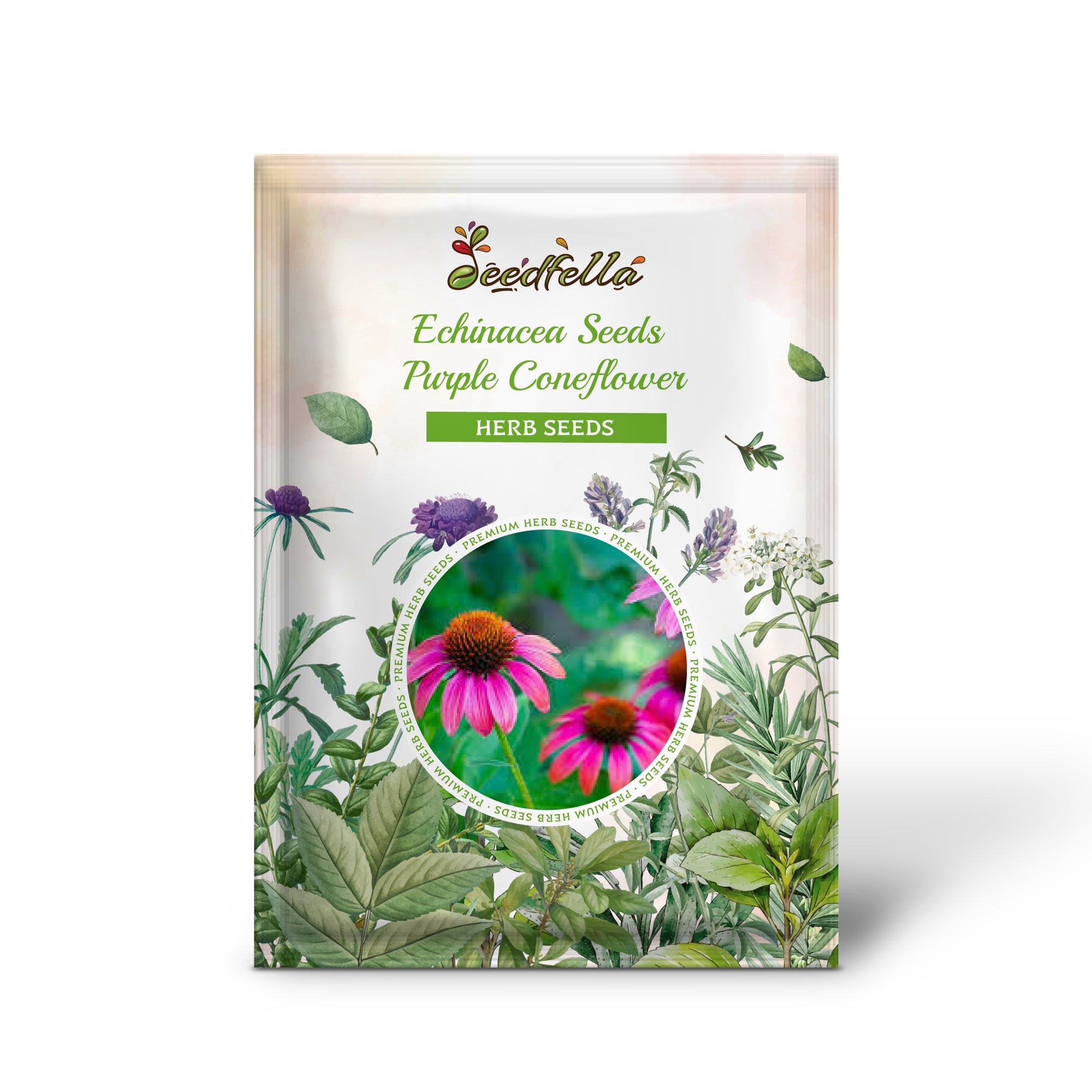 Echinacea purpurea flowers grown from seeds attracting pollinators