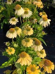 Yellow Echinacea grown from seeds in perennial border