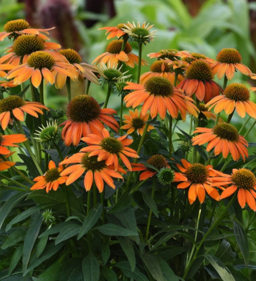 Echinacea seedlings sprouting from soil